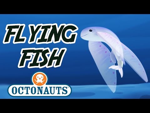 Octonauts - Flying Fish | Sea Missions with the Octonauts