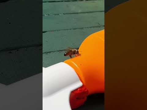 Wasp Cleaning Himself #Shorts Just a short clip of the wasp cleaning himself.

Please like comment and subscribe.

Music_ The Last