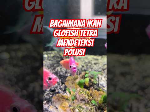 BAGAIMANA IKAN GLOFISH TETRA MENDETEKSI POLUSI #aquarium #glofishtetra #petfish #ikan #aquascapers