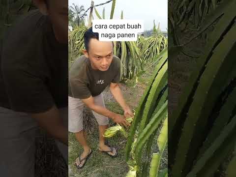 CARA CEPAT BUAH NAGA PANEN #shorts