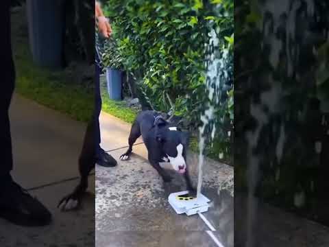 Funny animals moments 🤣#funny #pets #funnyanimals