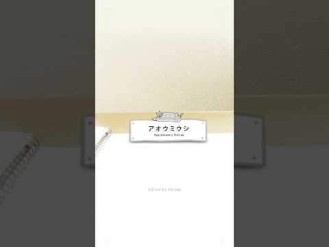 【ふしぎな生物たち】ウミウシ「アオウミウシ ( Hypselodoris festiva )」 / No.001 #shorts