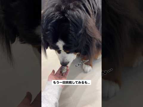 クサいとすりすりしちゃうのなんで?🐟 #バーニーズマウンテンドッグ