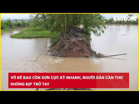 Vỡ đê bao Cồn Sơn cực kỳ nhanh, người dân Cần Thơ không kịp trở tay| Báo Lao Động