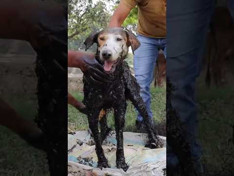 Poor dog’s rescue!!