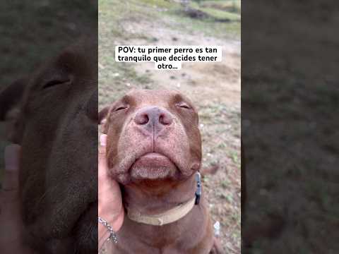 Primer perro 😇 vs segundo perro 😈 #pitbull #perros #cachorrosdivertidos