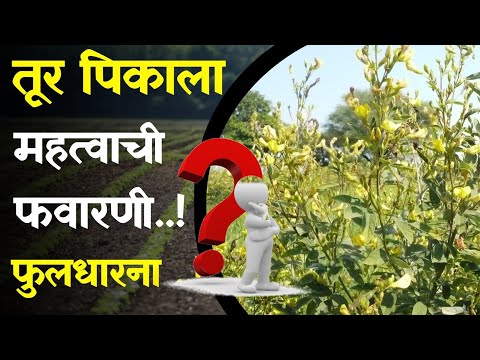 तूर फवारणी व्यवस्थापण / Tur favarani Niyojan ( तूर कोणती फवारणी करावी )