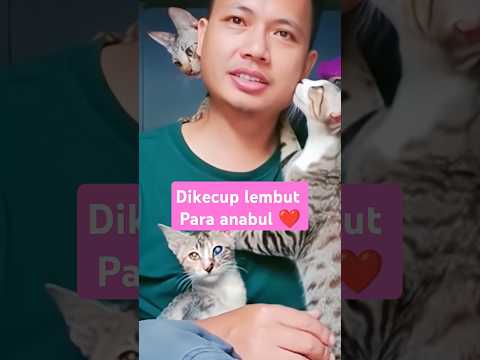 Sayangi dengan tulus, maka mereka akan memberimu kasih sayang luar biasa #cat #kucing