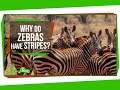 Zebra Stripes: Function and Fascination