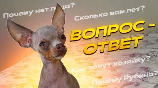 Как зовут хозяйку? ВОПРОС-ОТВЕТ от Той Руби