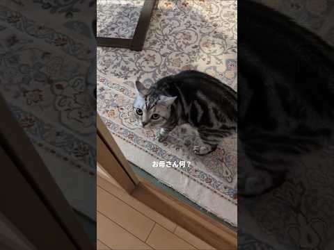 猫の動画サムネイル - アメショーのラッテ#アメリカンショートヘア #アメショー #アメショ#猫との暮らし #猫と暮らす家