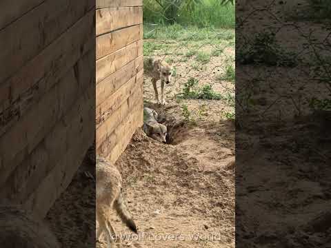 These <strong>Clever</strong> Wolves Dig a Tunnel to Escape 🐺 #Wolf #Wolves #GreyWolf #WolfPack #Shorts