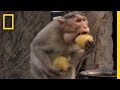 Bonnet Macaques in Southern India