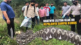 Innalillahi‼️Hilang Beberapa Hari, Nenek Di Mamuju Ditemukan Warga Dalam Perut Ular Raksasa
