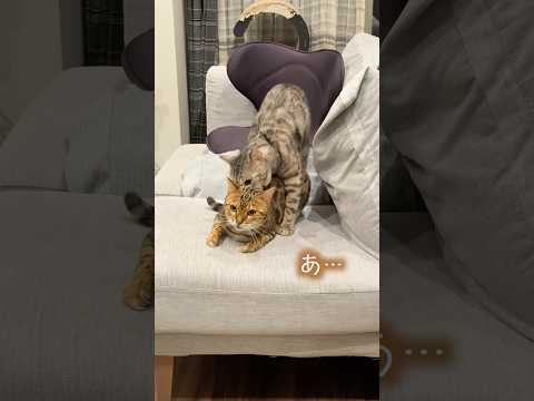 ホモォしたいのに邪魔されてしまう猫 #ベンガル #ルトロゼ #cat