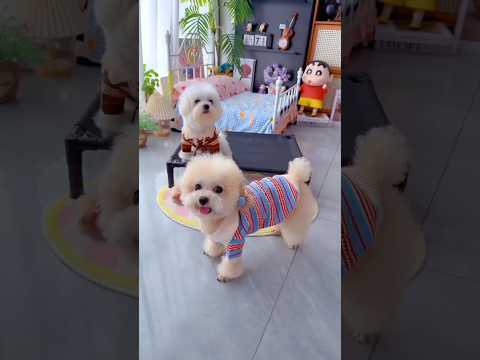 Cute dog. #shortsshorts #viralshort #viralvideo #funydog1010 #poodle #usadogs #cutepuppy #funny #dog