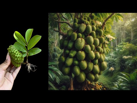 How I growing soursop with amazing technique | my skill planting soursop quickly