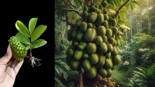 How I growing soursop with amazing technique | my skill planting soursop quickly