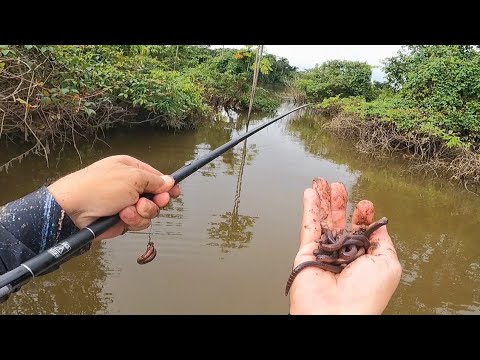 NA BOCA DESSE CÓRREGO TÁ BORBULHANDO PEIXES. Pescaria raiz com varinha de mão
