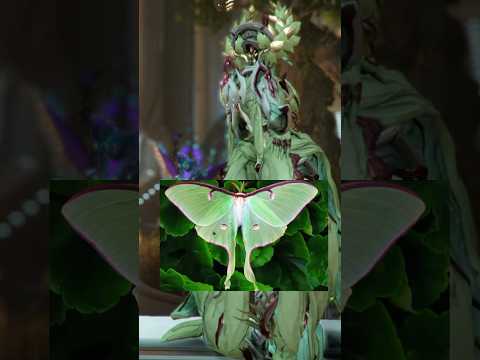 What BUGFRAME Look Like In Warframe 2025 #fashionframe #warframe #tennocreate #characterdesign #fyp