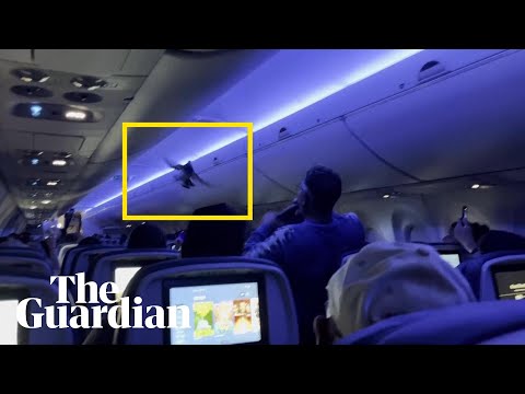 Pigeon causes chaos on Delta Air Lines flight
