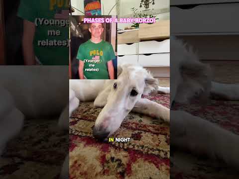 Phases of BORZOI puppies #borzoi #science #puppy #borzoipuppy #cute #doglife #dogs  #hosegoat #lore