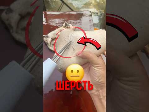 🐔 Странный прибор который используют на курицах! #птица #курица #перья