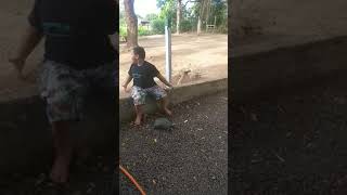 Jaboti #viral
