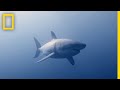 Understanding Bull Sharks