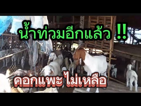 น้ำท่วมอีกแล้ว!!คอกแพะโดนน้ำท่วมแพะแกะจะกินอะไรดีน้อ ชีลองฟาร์ม น้ำท่วมอีกแล้ว!!คอกแพะโดนน้ำท่วมแพะแกะจะกินอะไรดีน้อ