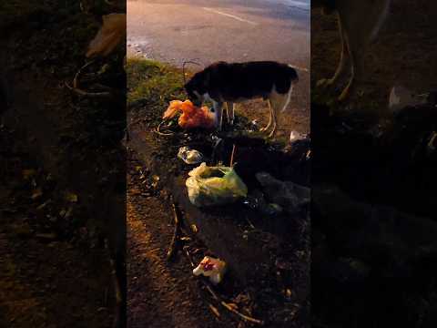 This dog eats from the garbage and has no home ?❤️ #respect #animals #parati #rescue #shorts
