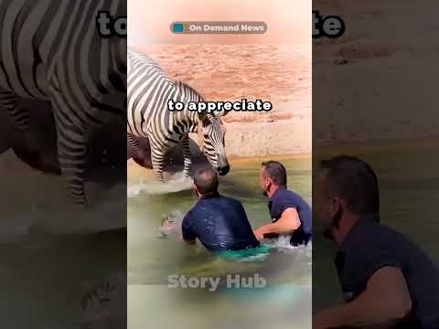 Rescuing Little Zebra  #zebra #animals #zebrashorts #shorts #shortsviral #rescue