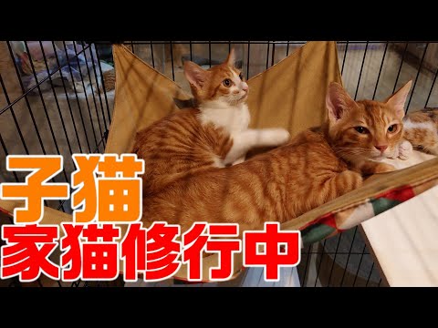 人に触れられても意外と大丈夫なことに気付いてしまった三毛の子猫