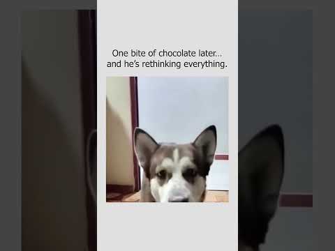 Stay inspired — #DogComedy #FunnyDogMoments #DogFails