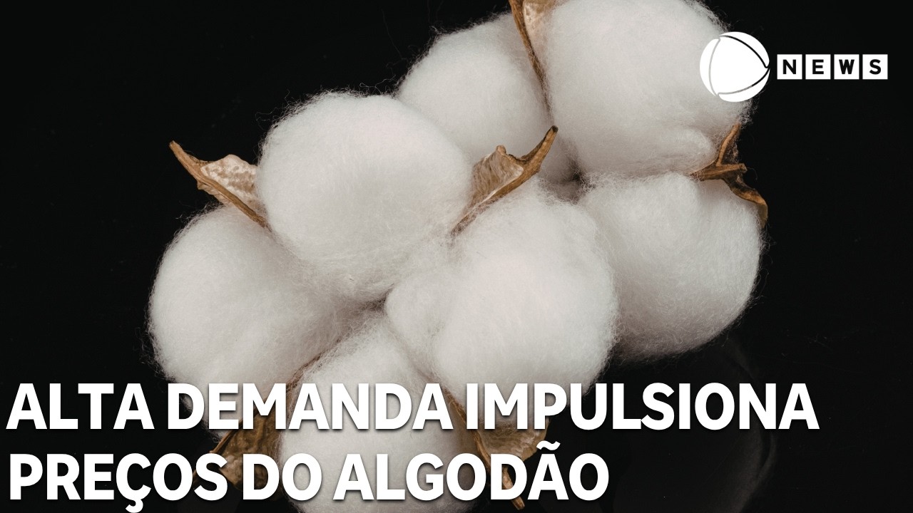 Alta demanda internacional impulsiona preços do algodão em pluma