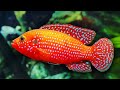 Aquarium Fish Characteristics and Care