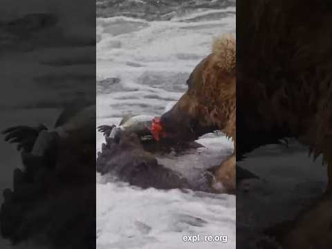 Bucky Catches Salmon While Already Eating One