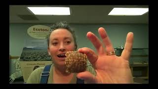 Video presentation of Friends of Snow Canyon-Tortoise Life