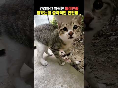 건강하고 씩씩한 고양이인줄 알았는데..