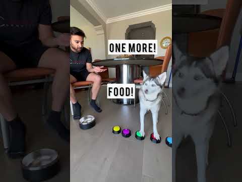 Sapphie the pomsky gets HANGRY