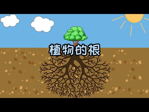 #生物学 植物的根 #植物 - YouTube(2:16)