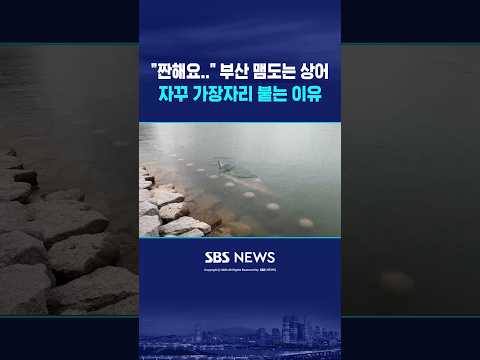 <strong>부산</strong> 맴도는 상어 자꾸 가장자리 붙는 <strong>이유</strong> #shorts