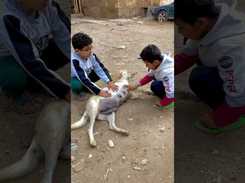 الحقوني الكلبه بتعتنا هتموت شوفو مزيكا هيعمل إيه