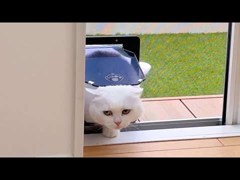 外に出てすぐ「寒っ、やっぱムリ」って顔で引き返す猫がじわる…笑