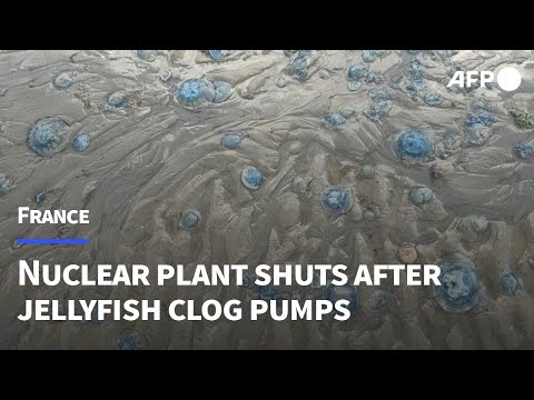 Jellyfish force French nuclear plant shutdown | AFP