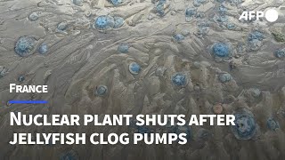 Jellyfish force French nuclear plant shutdown | AFP