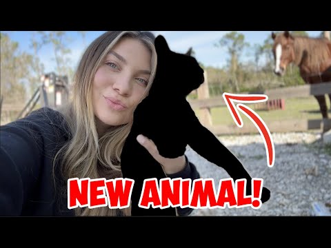 We got another new animal!