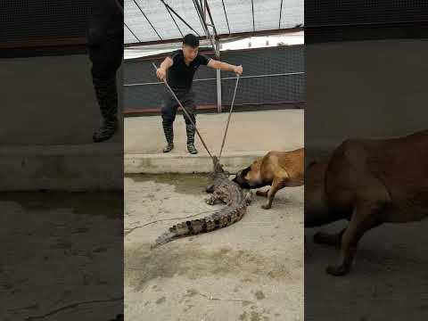 How crocodiles are raised on farms #shorts #crocodiles