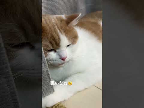 眠たいなぁ　#cat #猫 #猫のいる暮らし