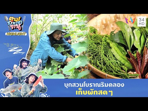 บุกสวนโบราณริมคลองเก็บผักกินกับน้ำพริก | ตามอำเภอจาน